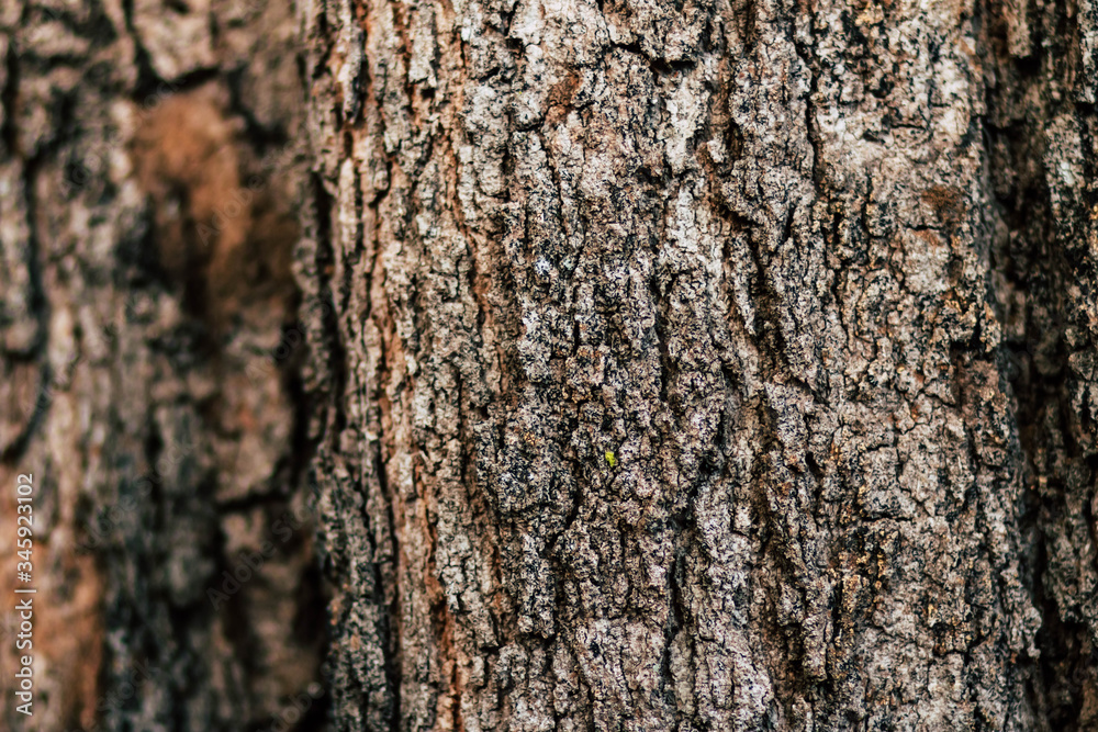 Embossed texture of the brown bark.Tree bark texture. Seamless bark tree texture. texture of bark wood use as natural background Embossed texture of the brown bark.Tree bark texture. Seamless bark tree texture. texture of bark wood use as natural background