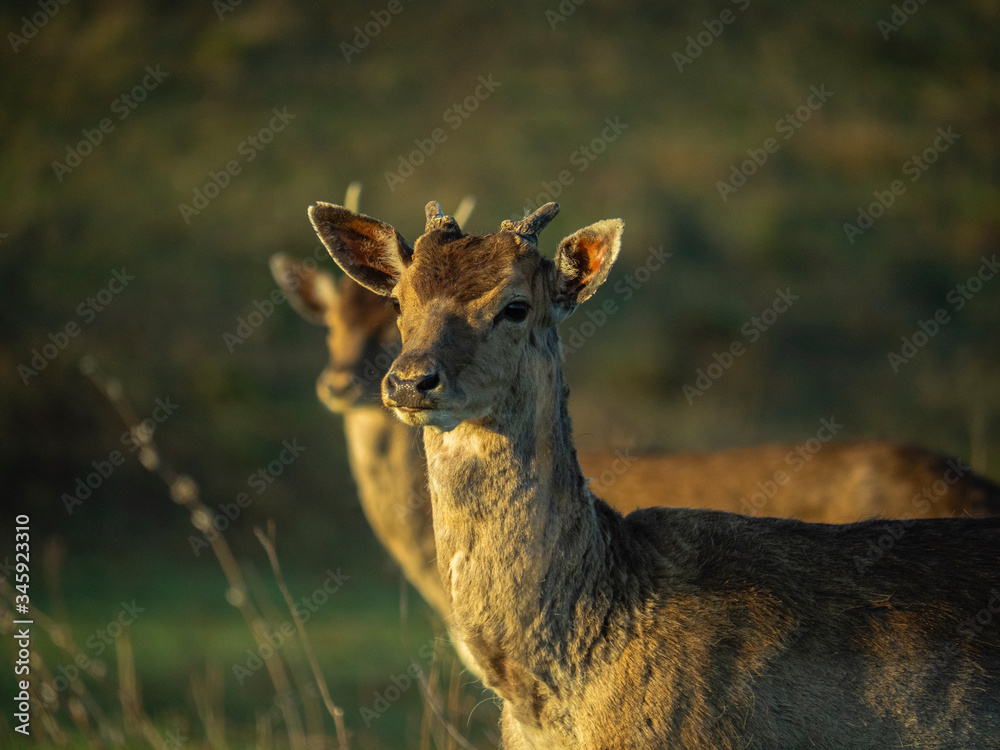 Portrait of a deer at sunset Portrait of a deer at sunset