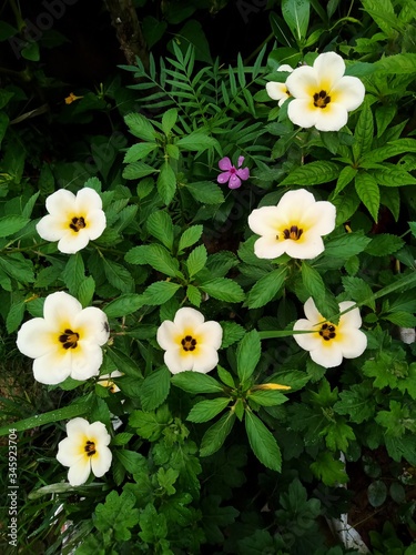 bouquet of flowers