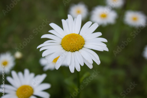daisy in a field