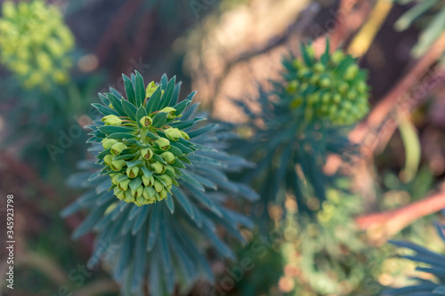 Euphorbia esula, green spurge or leafy spurge small flowers in umbels with basal pair of bright yellow-green petal-like bracts. Green with yellow spring flowers photo