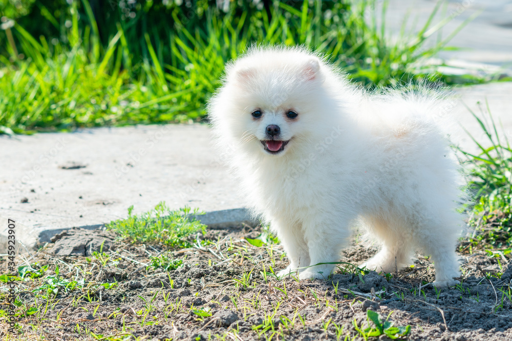 Little Spitz puppy white color in nature, dog in the country Little Spitz puppy white color in nature, dog in the country