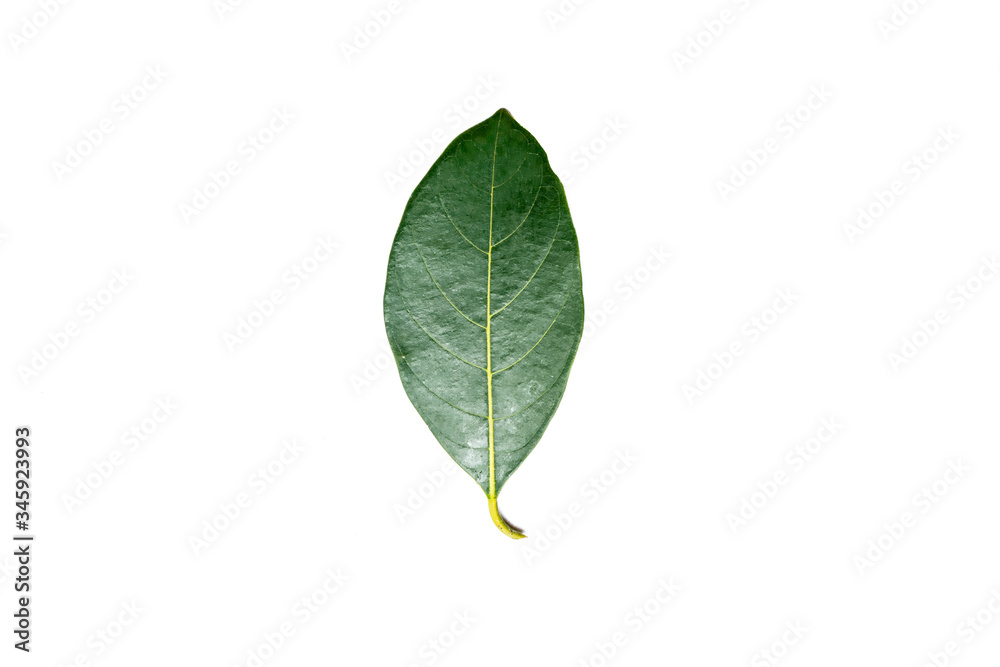 Fototapeta premium Green leaves isolated on white background.