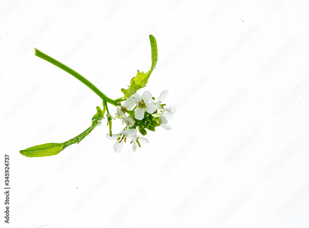 Bitteres Schaumkraut