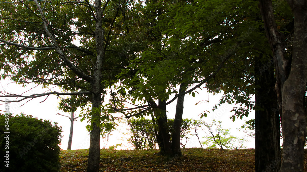 Fototapeta premium trees in the park