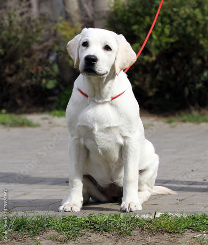 the yellow labrador in the park