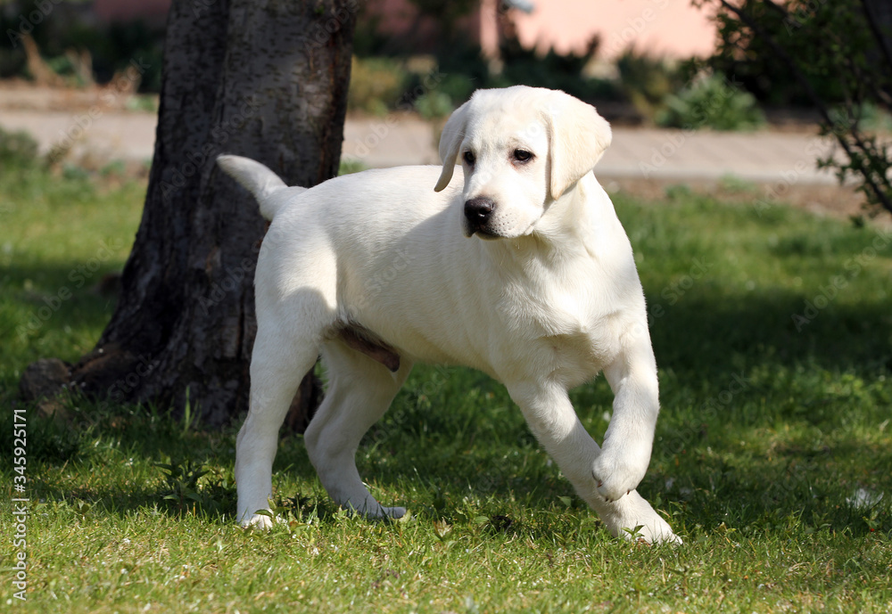 the sweet yellow labrador in the park