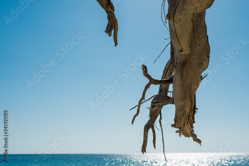 the roots of an old tree as a background texture in the sky overhead in Sunny weather