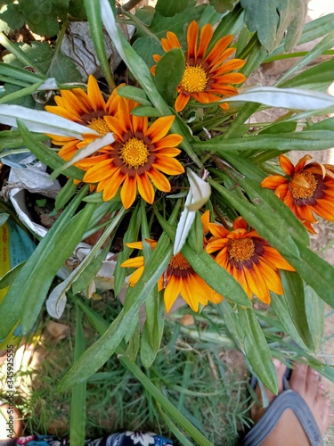 yellow flowers in the garden