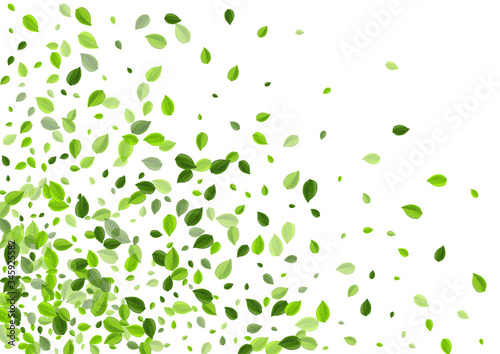 Lime Leaf Falling Vector Branch. Organic Leaves 