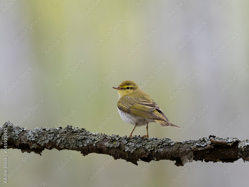 Obraz premium the bird sits beautifully on a branch