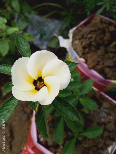 purple and yellow