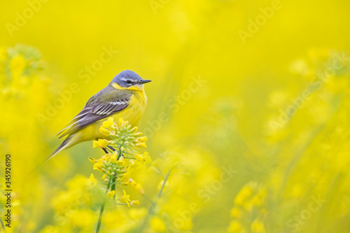 An adult yellow wagtail perched and singing on the blossom of a rapeseed field.