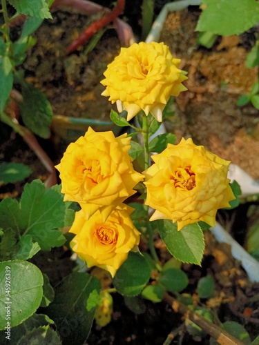 yellow roses in the garden