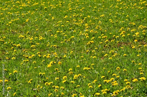 Löwenzahn blüht auf Wiese  © alisseja