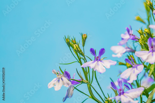 Blue Trailing Lobelia Sapphire flowers or Edging Lobelia.Summer flowers 