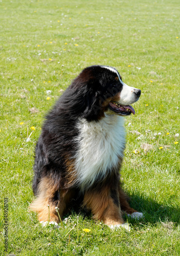 Large and fluffy Bernese Mountain Dog sitting in the meadow, looking away from the camera. 