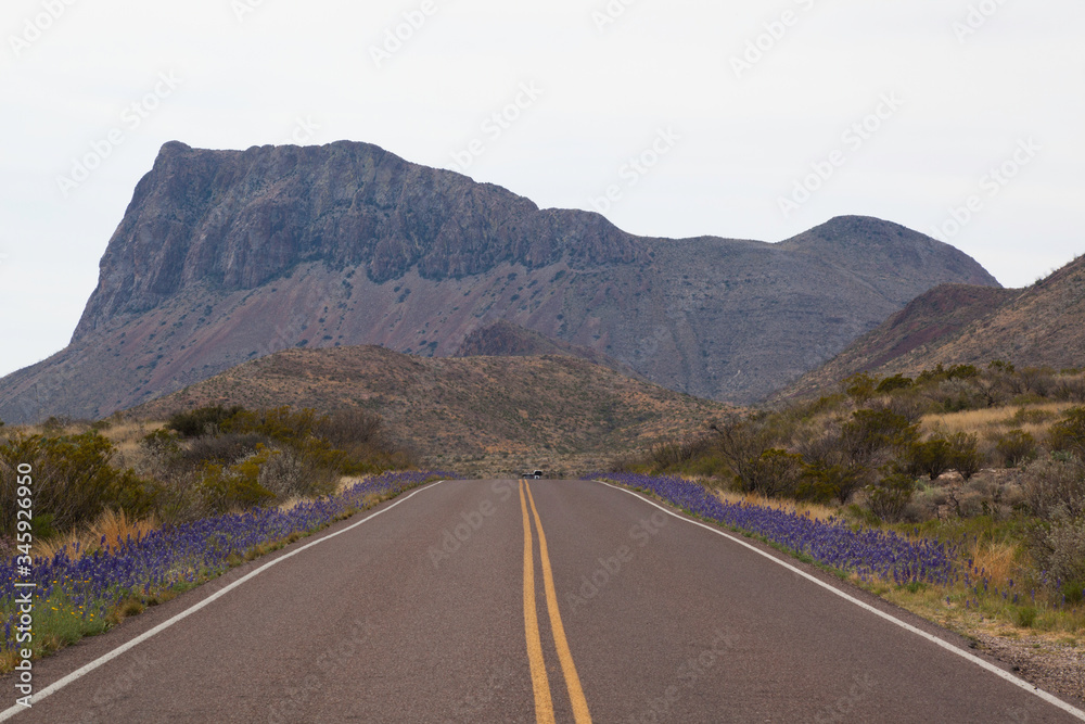 Road through the desert with bluebonnets