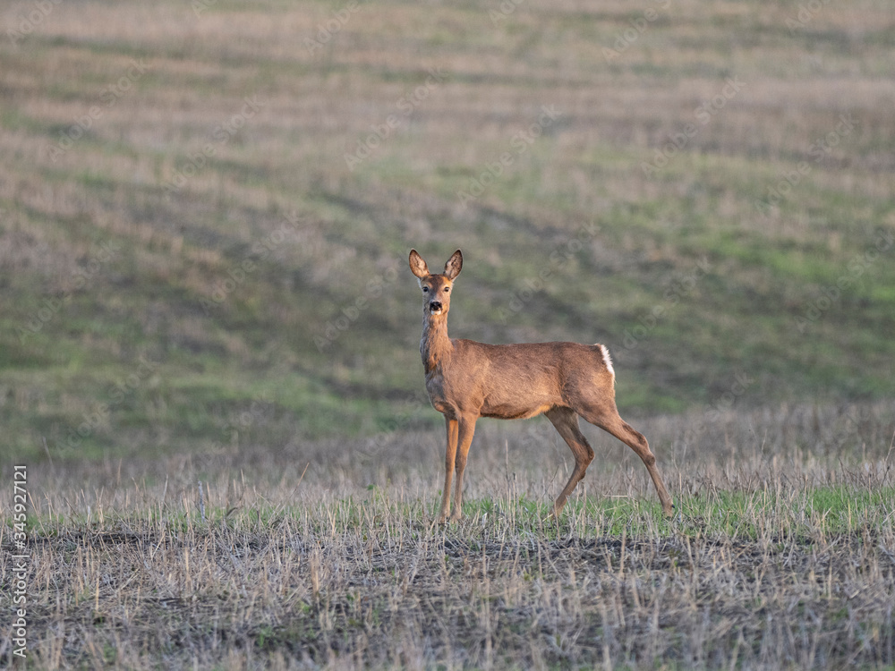 ROE deer in the field at sunset ROE deer in the field at sunset