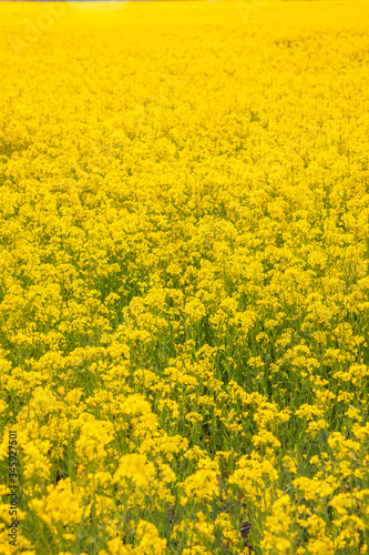 Rapeseed field in summer as nature background © dtatiana