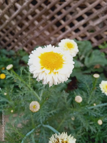 daisies in a basket