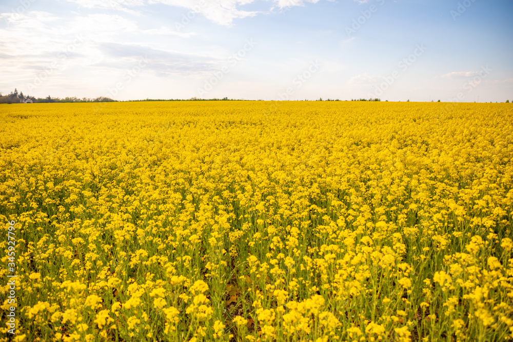 Rapeseed field with blue sky and clouds in summer Rapeseed field with blue sky and clouds in summer