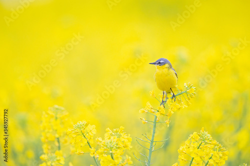 An adult yellow wagtail perched and singing on the blossom of a rapeseed field. © Bouke