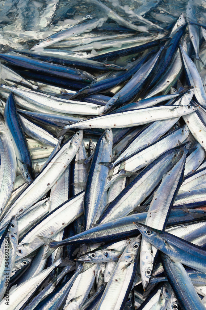 Fototapeta premium 水揚げされた秋刀魚