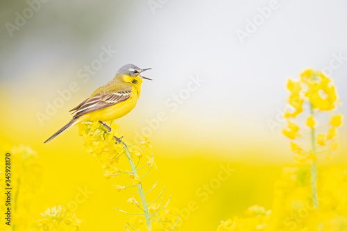 An adult yellow wagtail perched and singing on the blossom of a rapeseed field. © Bouke