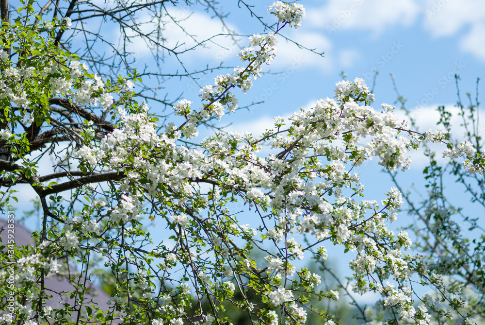 The apple tree blossomed with white flowers The apple tree blossomed with white flowers