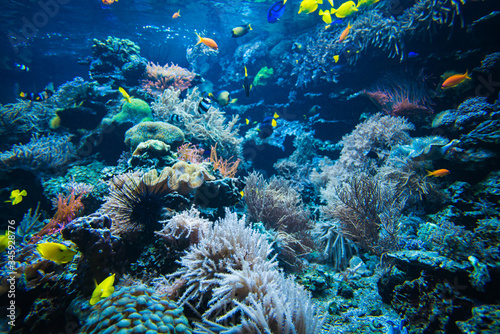 Fototapeta Naklejka Na Ścianę i Meble -  Tropical Fish on a coral reef. colourfull fishes in dark deep blue water