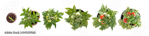 Plant growth stages. Life cycle of a tomato -  sprout, leaf, flower and fruit. Home cultivated potted tomatoes isolated on white. Top view.