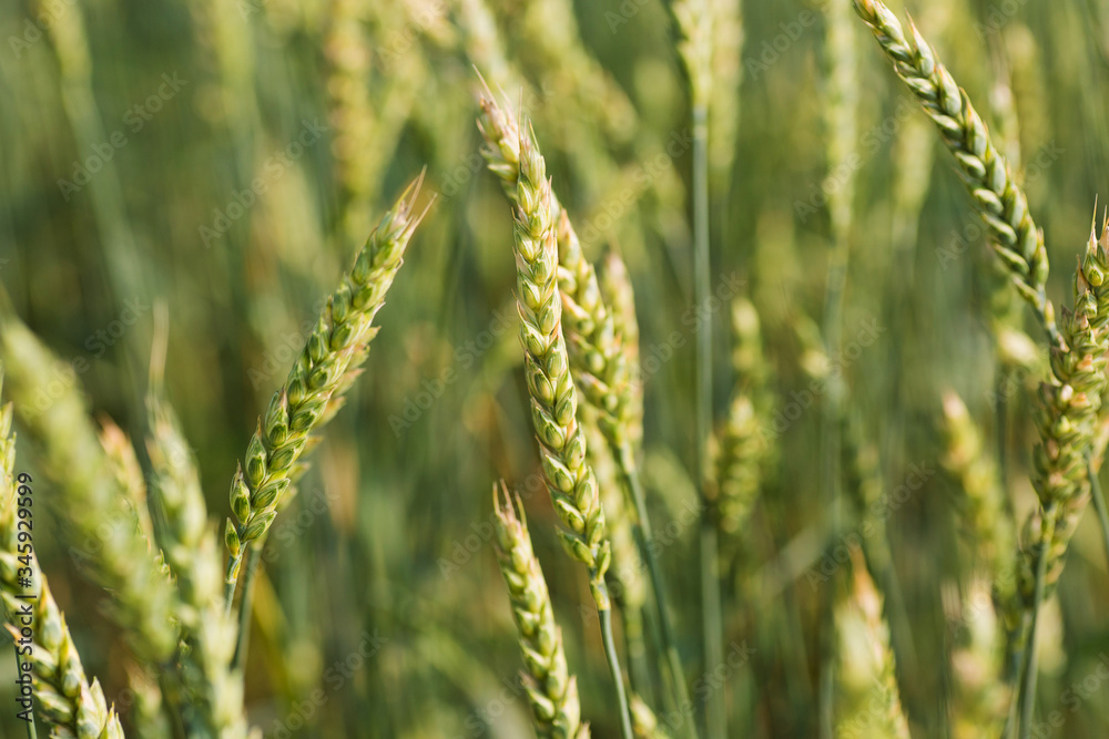close-up of young wheat on the field background