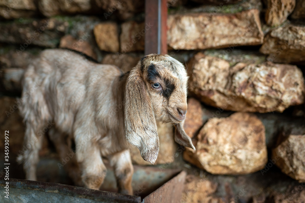Obraz premium Goat Cubs who eat and play in the pen