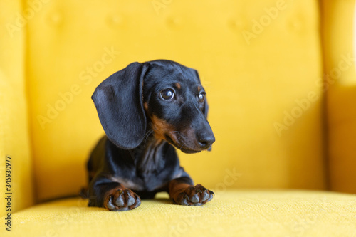 Cute puppy of dachshund