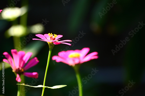 Close up photo of Red Zinnia flower in blossom 