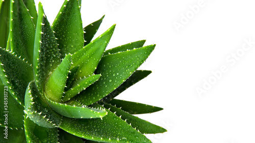 Aloe vera leaves isolated on white background. Close view. Place for text. Copy space.