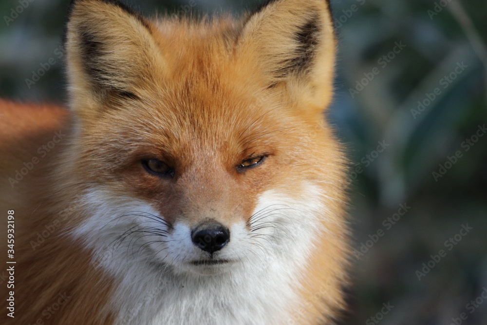 red fox portrait