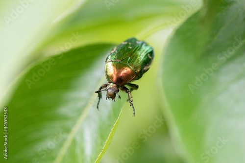 A closeup of a beetle (Cetonia Aurata) on a green leaf with a blurry background