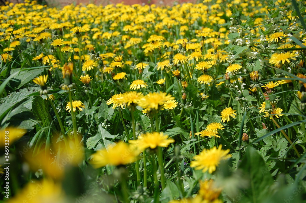 field of yellow dandelions in green grass, Taraxacum field of yellow dandelions in green grass, Taraxacum