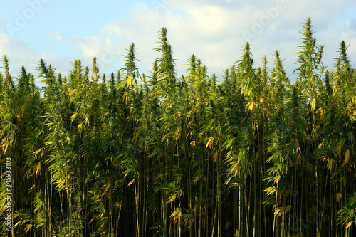 Medical cannabis field