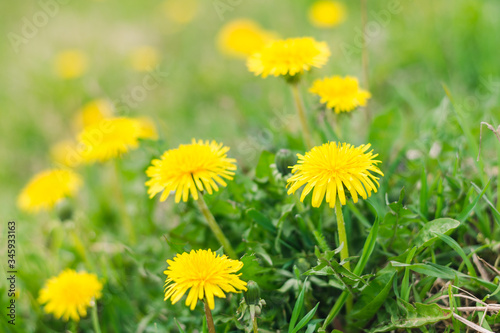 Yellow dandelions in a spring green meadow  selective focus