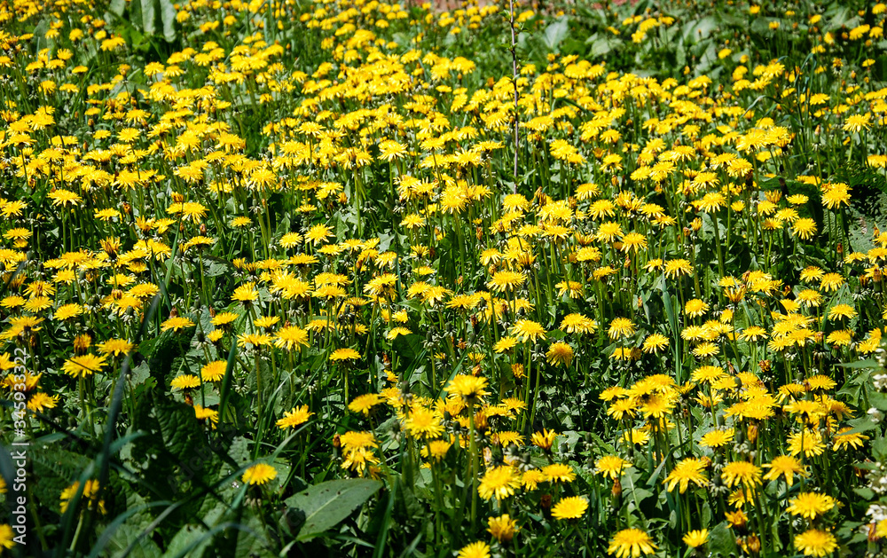 Obraz premium field of yellow dandelions in green grass, Taraxacum