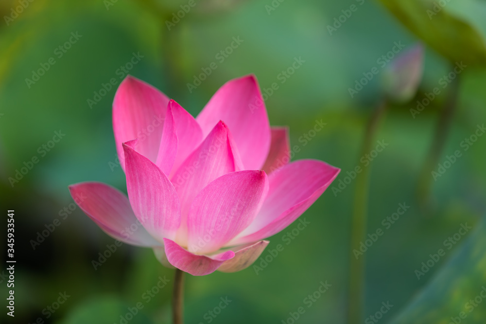 Pink lotus (Nelumbo nucifera) flower with green background Pink lotus (Nelumbo nucifera) flower with green background