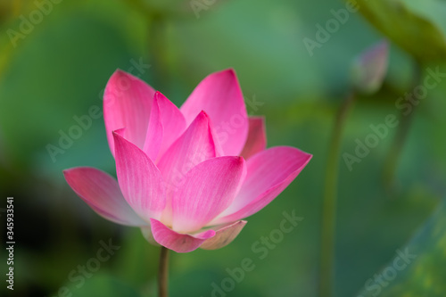 Pink lotus  Nelumbo nucifera  flower with green background
