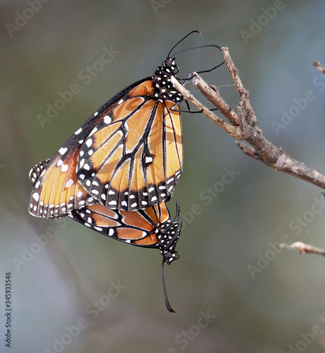 A pair of Monarch Butterflies mating.