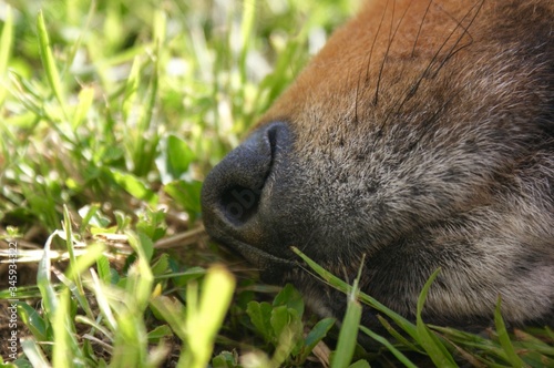 Dogs snout on grass