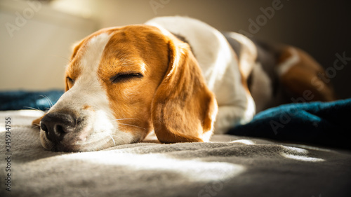 Beagle dog tired sleeps on a couch in bright room. Sun lights through window © Przemyslaw Iciak