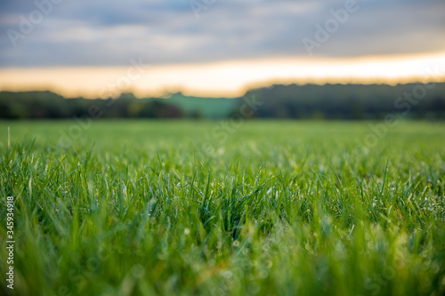 Prairie verte