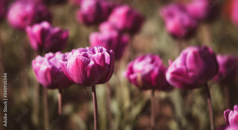 Blooming tulips spring background Blooming tulips spring background